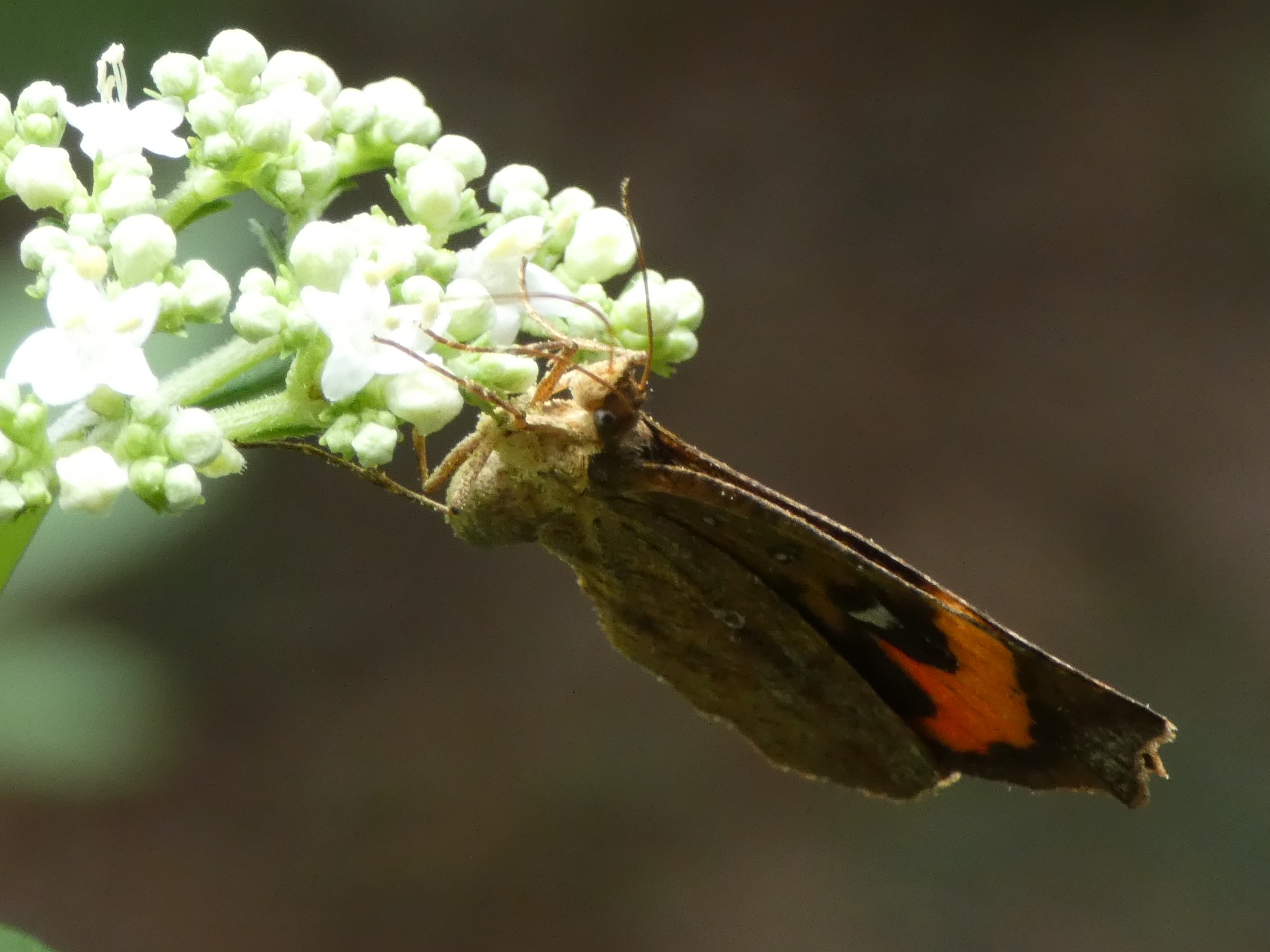photo_1